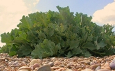 Parsley Image
