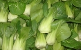 Parsley Image